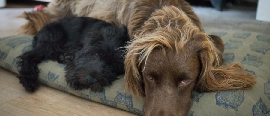 Photo by Gary Broughton